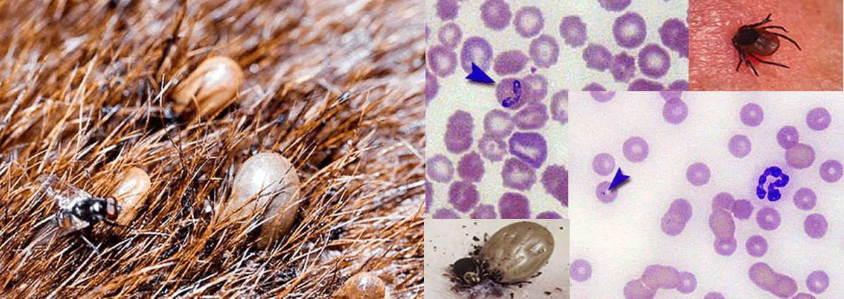 Babesia